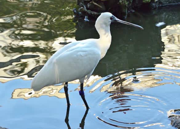 動物図鑑・クロツラヘラサギ